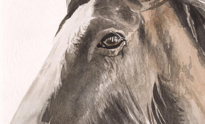 Emily is the talented artist at Bowowhouse and creates pet portrait watercolours, handmade wool dog coats and hand painted dog jackets. A selection of